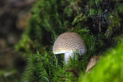 mushrooms9