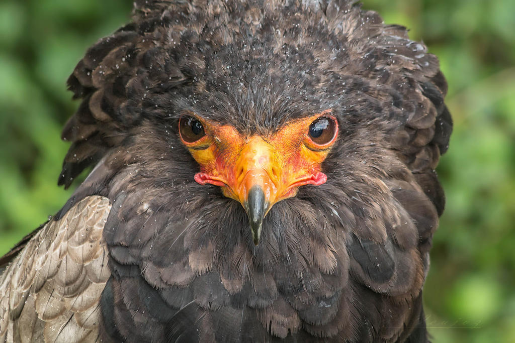 Rapace