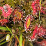 Drosera