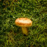 Champignons30