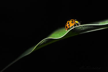 Coccinelle1