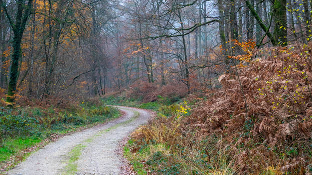 Seul Dans La Foret3