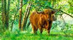 les Highland Cattle du Marais du grand Haze by hubert61
