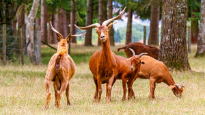 Le Parc Animalier de Saint Leonard des Bois (1)