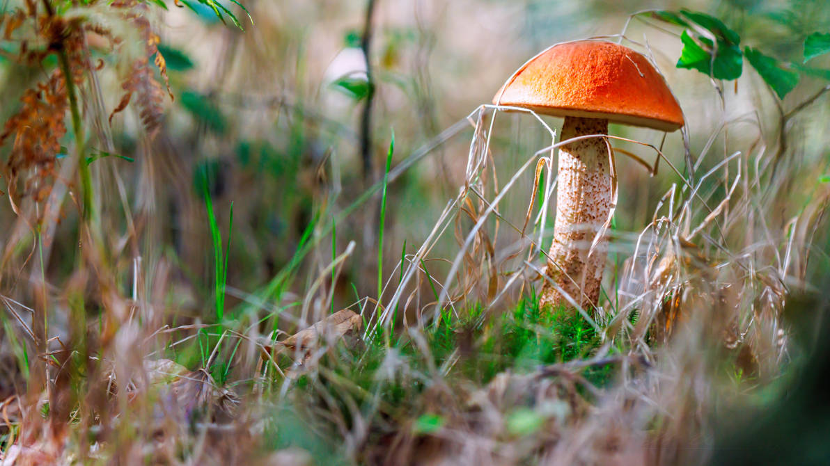 Bolet Orange Des Chenes by hubert61 on DeviantArt