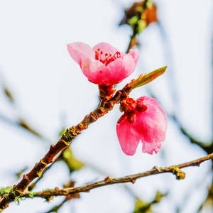 La floraison du printemps 1