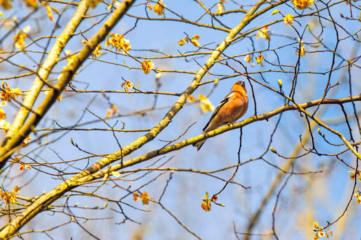 Les oiseaux du chemin de la fuie 9