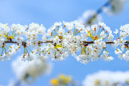 La floraison du printemps 10