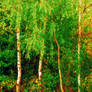 Sur le chemin de la fuie bosquet