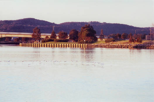 Birds over the river