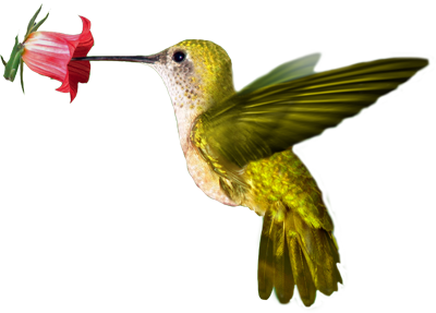 Colibri PNG