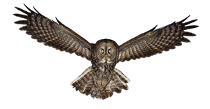 Owl PNG