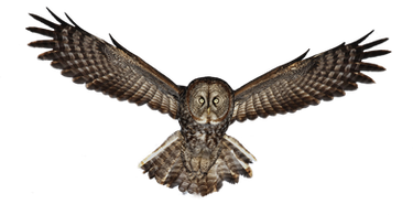 Owl PNG