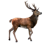 Elk PNG