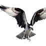 Hawk Fisher PNG