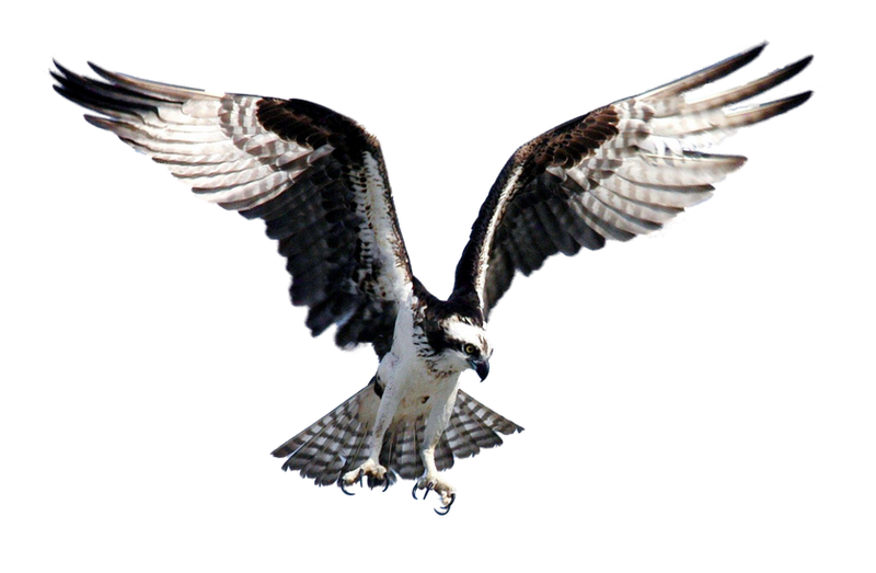 Hawk Fisher PNG