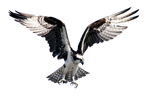 Hawk Fisher PNG
