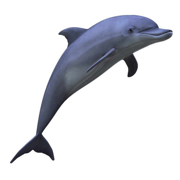 Dolphin PNG