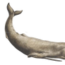 Whale Sperm PNG