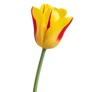 Tulip PNG