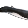Fin Whale PNG