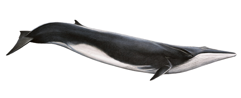 Fin Whale PNG