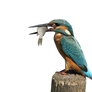 Kingfisher PNG