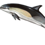 Delphinus Delphis PNG