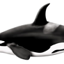 Orcinus Orca PNG