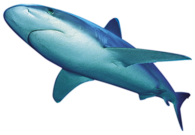 Shark PNG