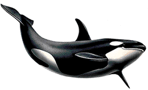 Killerwhale PNG