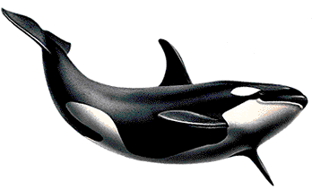 Killerwhale PNG