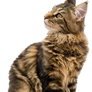 Maine Coon PNG