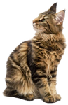 Maine Coon PNG by LG-Design