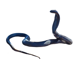 Cobra Snake PNG