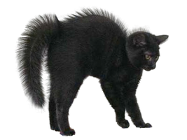 Black Cat Halloween PNG