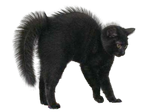 Black Cat Halloween PNG