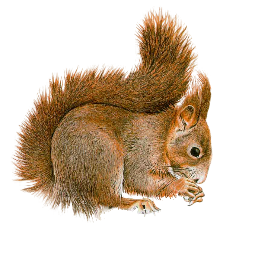 Squirrel PNG