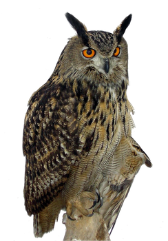 Eagle Owl PNG