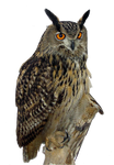 Eagle Owl PNG by LG-Design