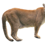 Cougar PNG