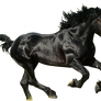 Black Horse PNG