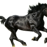 Black Horse PNG