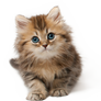 Kitten PNG
