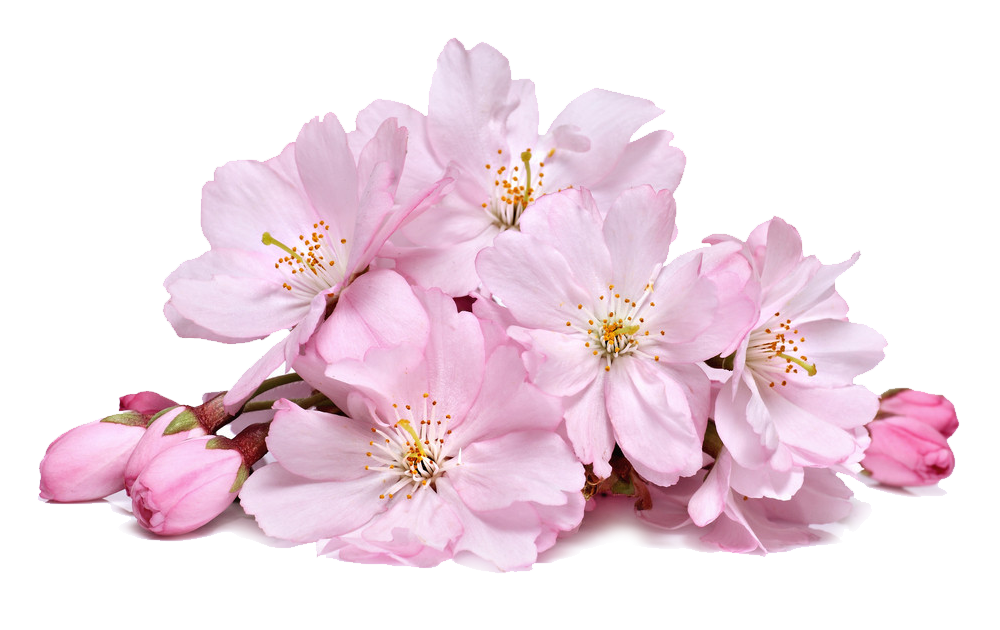 Cherry Blossoms PNG