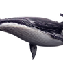 Balena PNG