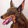 Red and Rust Doberman