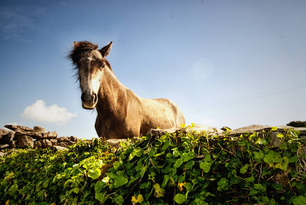 Horse Fashion