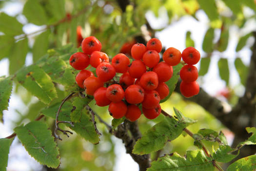 rowanberry