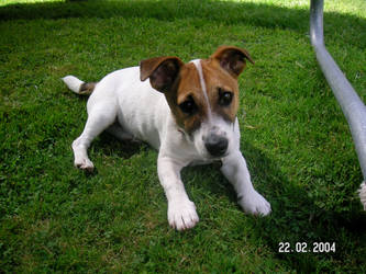 Molly the Jack russell